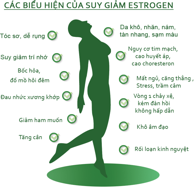 7. Estrogen Và Các Vấn Đề Sức Khỏe Phụ Nữ