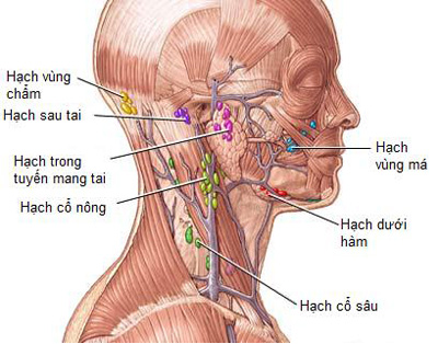 Hạch sưng vùng cổ gáy 