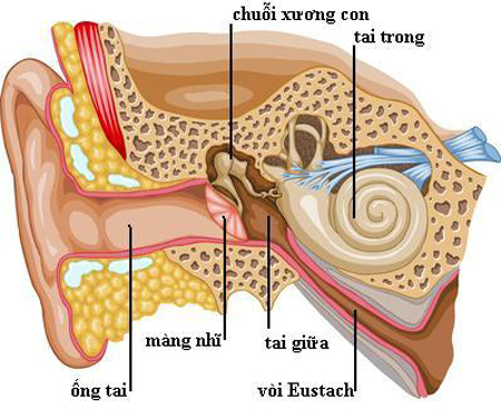 Chứng ù tai 