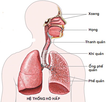 Phòng bệnh đường hô hấp mùa lạnh