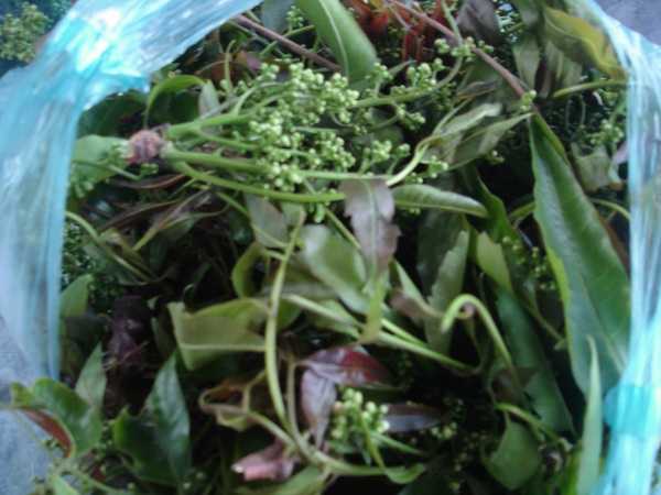 Quà từ sông Ba