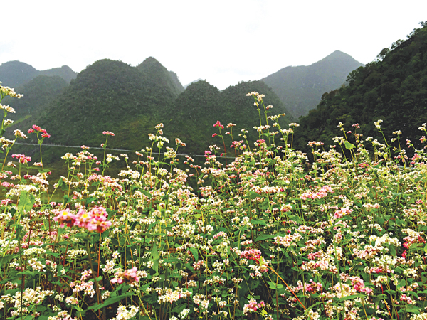 Lung linh ánh xuân