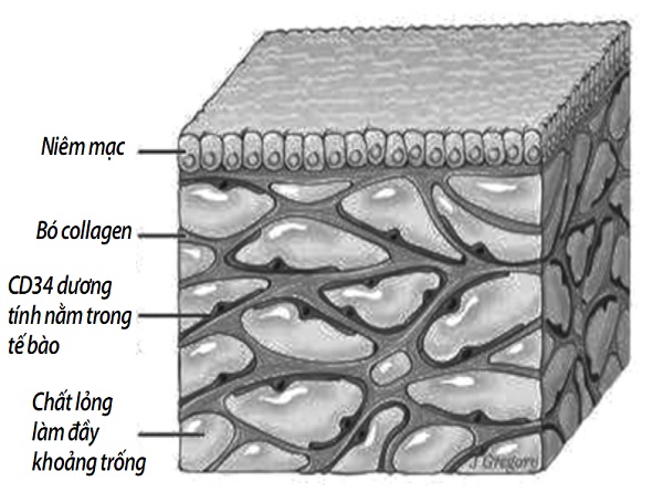 Khám phá bộ phận mới trong cơ thể giúp trị ung thư