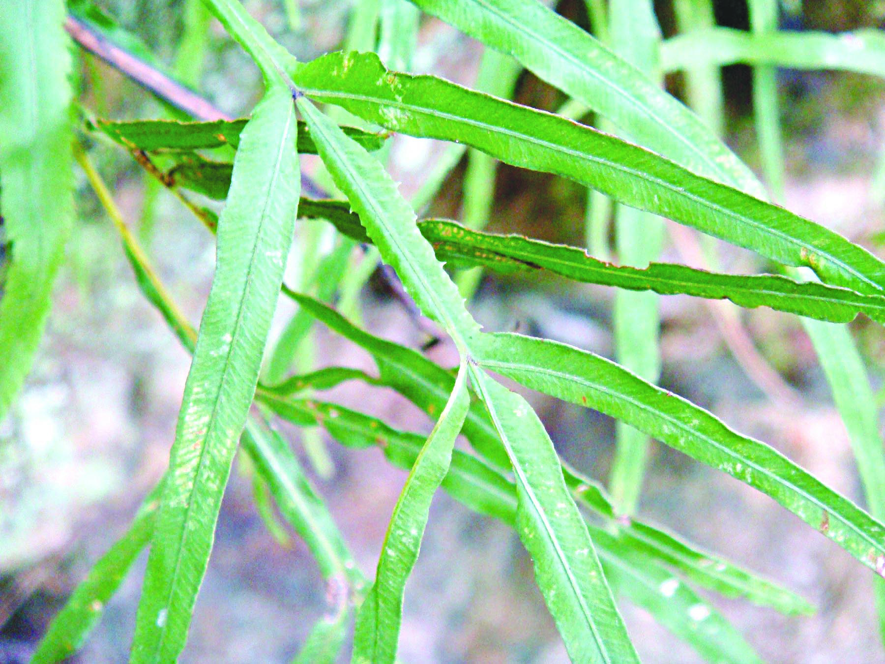 Cỏ seo gà lương huyết, giải độc