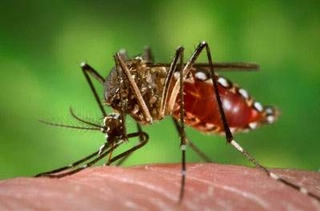 Để không mắc sốt xuất huyết Dengue