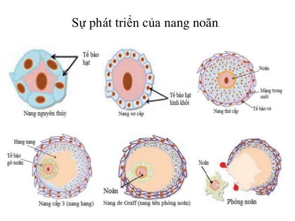 Kích trứng – lợi ích và nguy cơ?