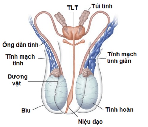 Điều trị vô sinh nam