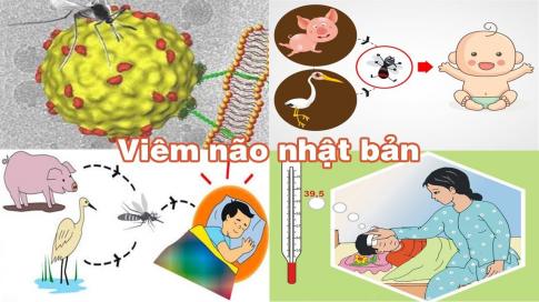 Virut viêm não Nhật Bản truyền từ lợn và chim sang người qua muỗi đốt.