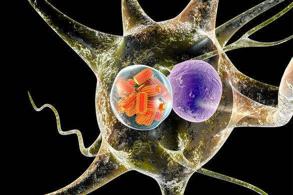 Cơ chế tác động hướng đích của hệ dẫn thuốc nano
