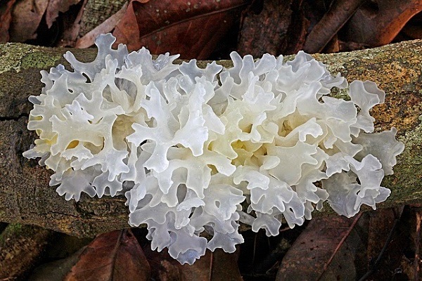 Ngân nhĩ