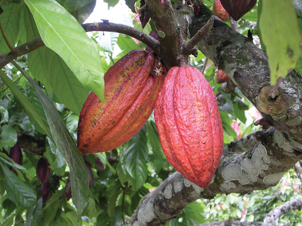 Cacao