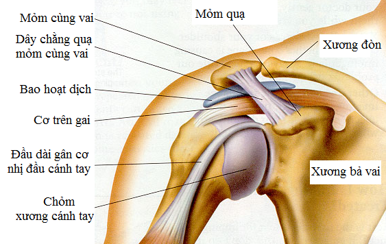 Mất vững khớp vai và trật khớp vai tái diễn