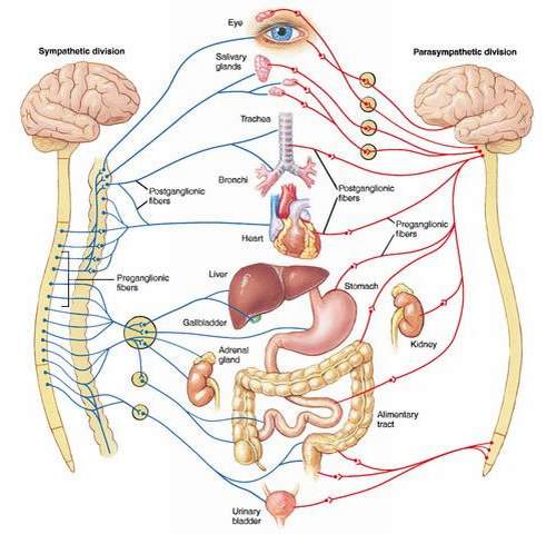 Rối loạn thần kinh thực vật do đâu?