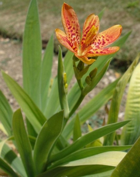 Đông y chữa viêm họng