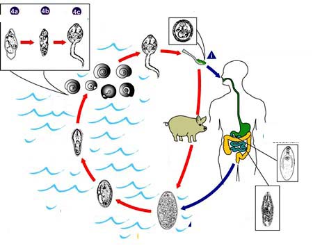 Sán lá gan có lây không? Nguy cơ, cách lây và biện pháp phòng tránh