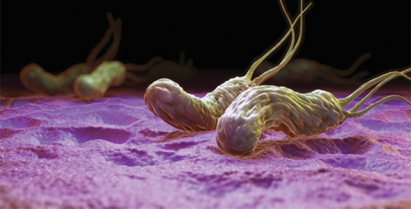 Không tự ý dùng  kháng sinh trị Helicobacter Pylori !