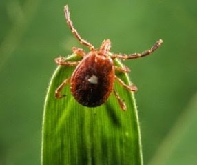 Cảnh giác với bệnh Lyme do bọ ve