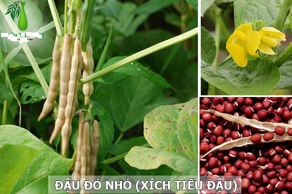 Trị viêm cầu thận bằng xích tiểu đậu
