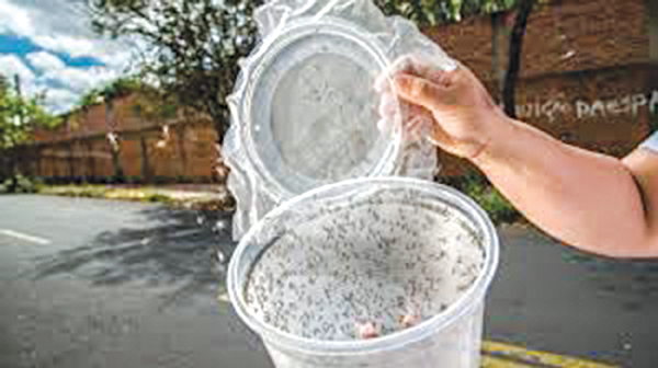 Triển vọng vắcxin phòng ngừa sốt xuất huyết Dengue