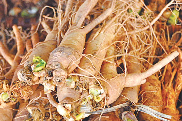 Thầy thuốc và cuộc chiến chống tin giả về Đông y