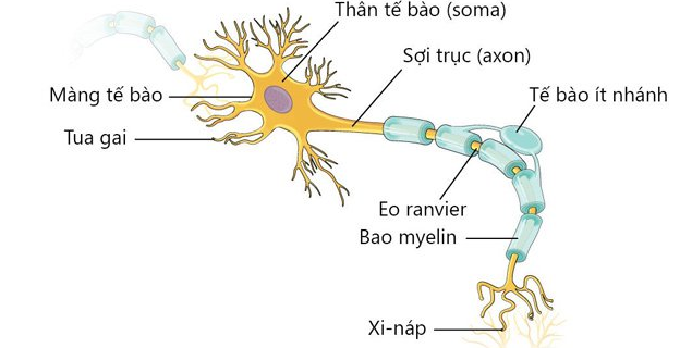 Cách nào giúp hệ thần kinh khỏe mạnh?