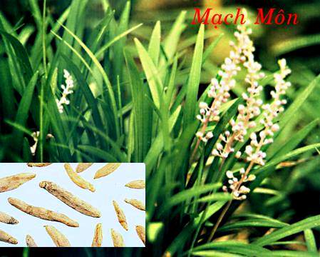 Mạch đông lô căn ẩm