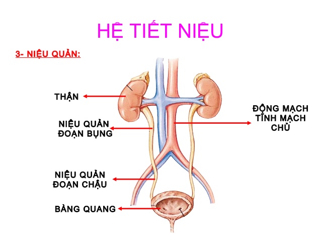 Nhận biết, xử trí nhiễm trùng tiết niệu ở người cao tuổi