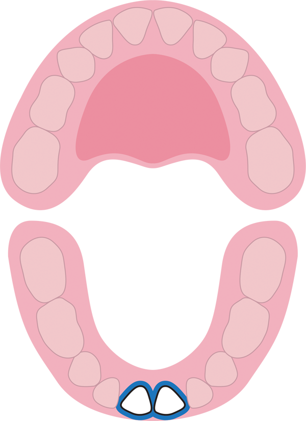 Các loại răng trên cung hàm.