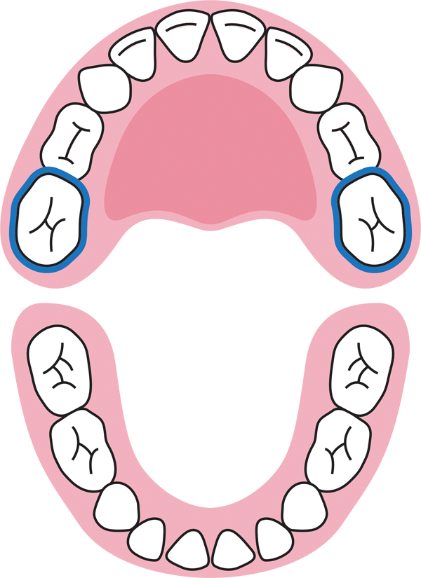 Các loại răng trên cung hàm.