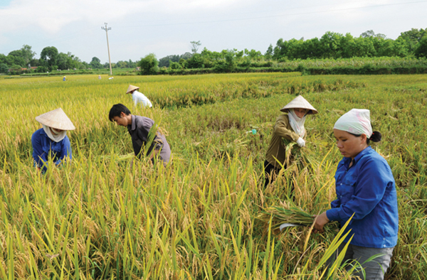 An ninh lương thực hộ gia đình với vấn đề dinh dưỡng