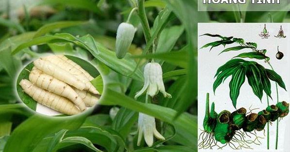 3 loại trà thảo dược giúp nhuận phế vào mùa thu - Ảnh 2.