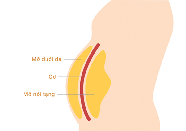 Hiểu đúng về mỡ và cách loại bỏ chúng khỏi cơ thể