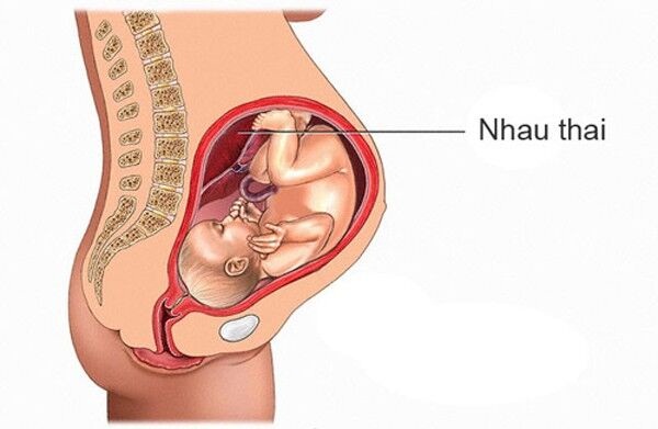 Khám phá bí ẩn từ nhau thai