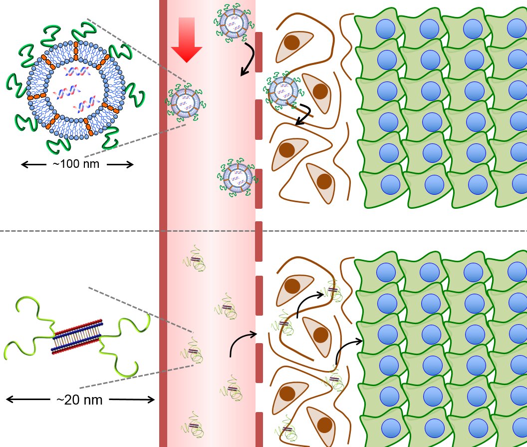 Nanomedicine và hàng rào sinh học của cơ thể