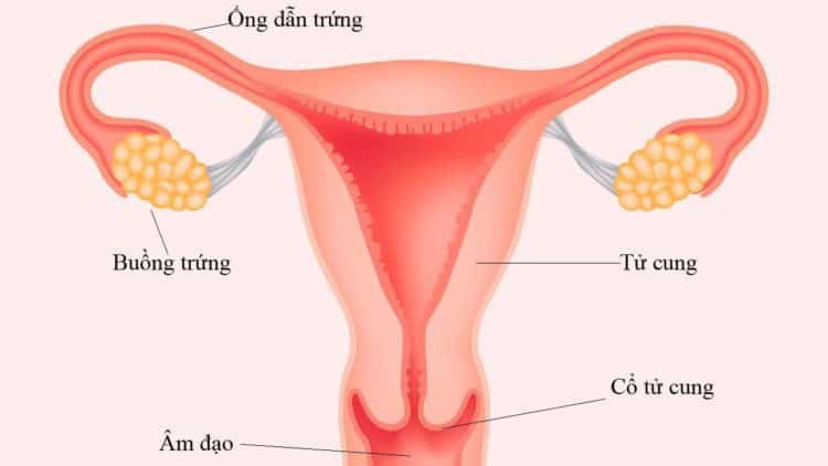 Viêm âm đạo và những biến chứng