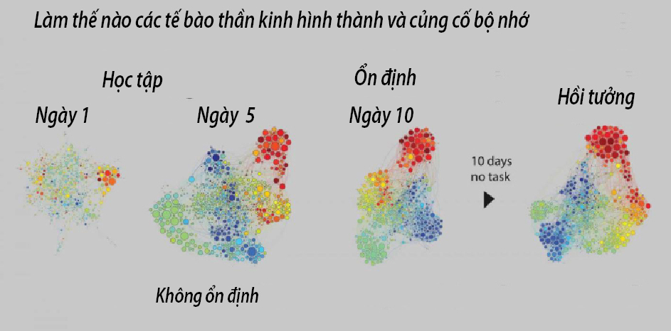 Ký ức hình thành và phai nhạt như thế nào?