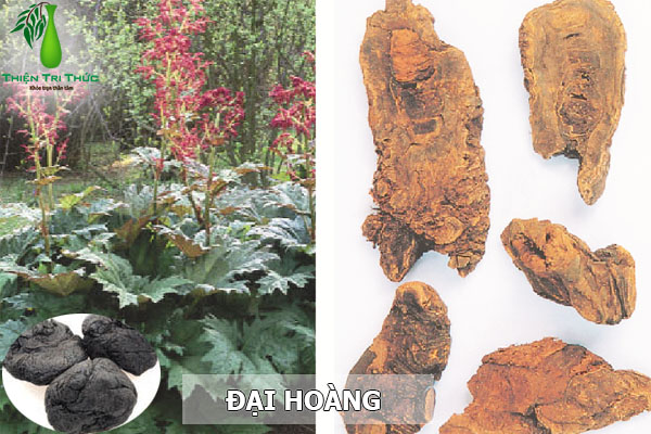 Bài thuốc chữa bệnh hoàng đản