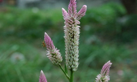 Cây hoa mào gà trắng chữa bệnh gì?- Ảnh 2. Cây mào gà trắng