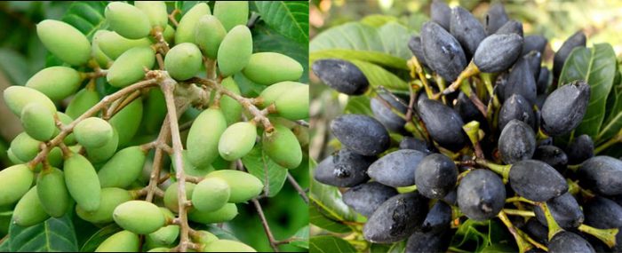 Dược thiện trị rối loạn bài tiết mồ hôi