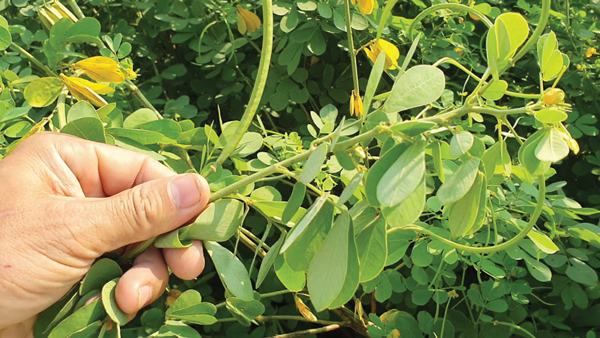 Bệnh mắt do tuyến giáp ảnh hưởng đến cuộc sống người bệnh như thế nào? - Ảnh 2.