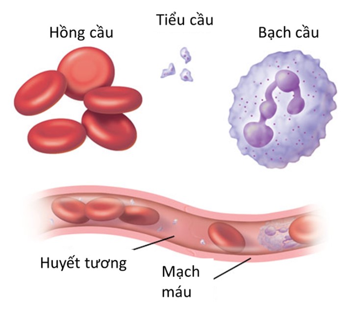 Thiếu máu và những hệ lụy khó lường