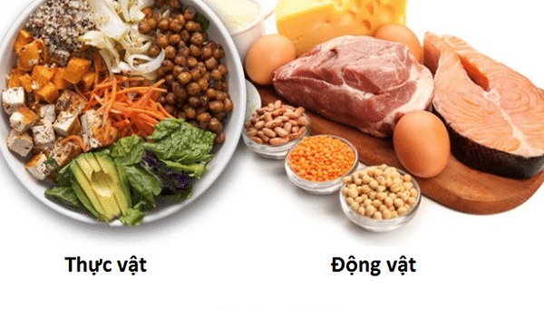 Thiếu protein, con người sẽ không hoạt động được