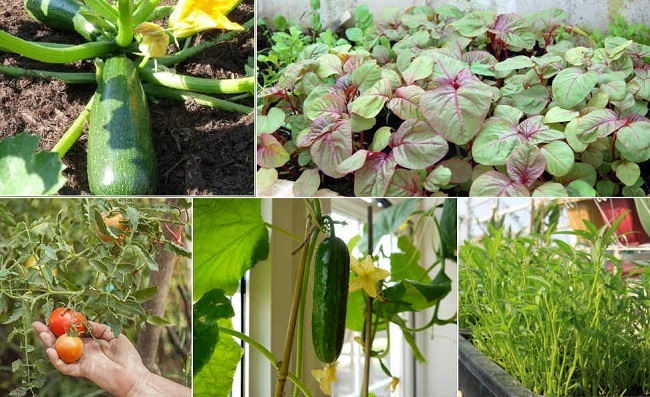 Nhận biết một số loại rau ngon, sạch mùa hè 