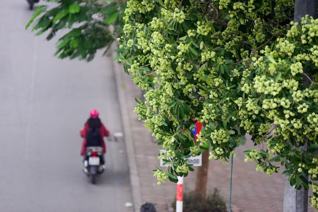 Hà Nội: Di chuyển 96 cây hoa sữa tại phố Trích Sài; giải tỏa bãi đỗ xe ô đất E5 ở Cầu Giấy