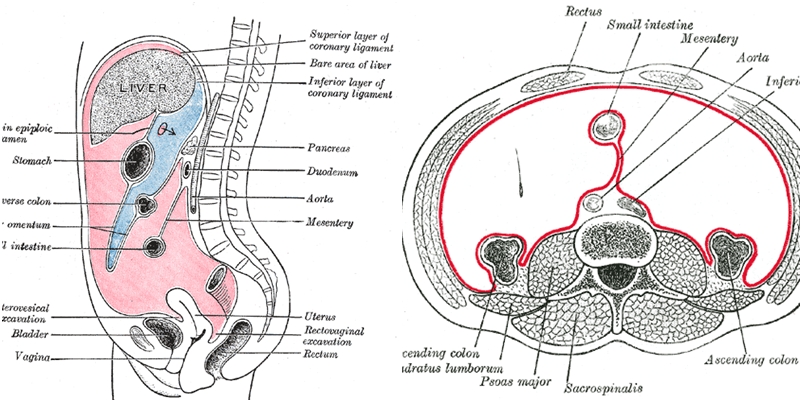 Phát hiện cơ quan mới giúp điều trị bệnh vùng ổ bụng