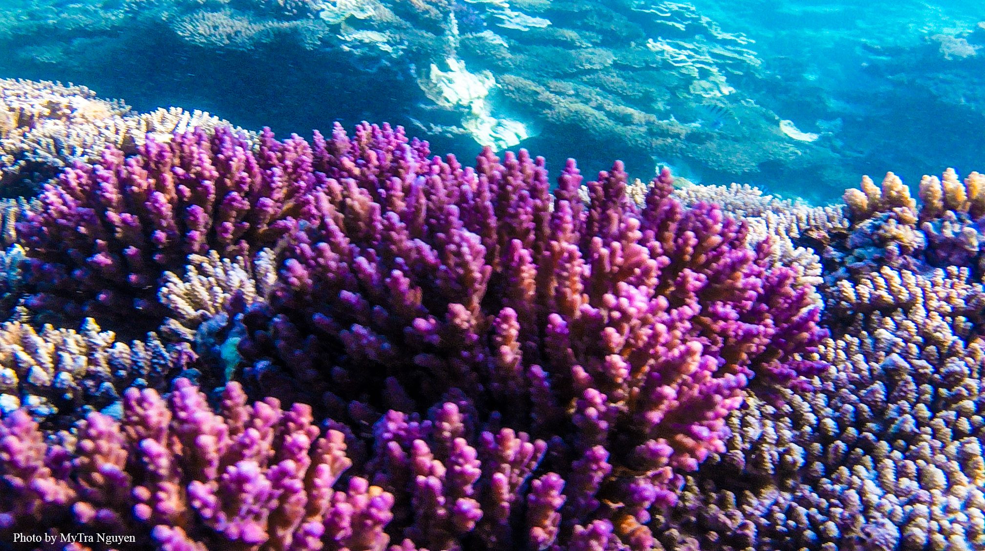 Bức tranh về lặn biển và san hô sẽ khiến bạn bị cuốn hút bởi sự đa dạng và rực rỡ của màu sắc và sinh vật biển. Hãy tham gia vào một chuyến phiêu lưu trên dưới đại dương với những con cá vẹt, san hô đầy màu sắc đang chờ đợi bạn.
