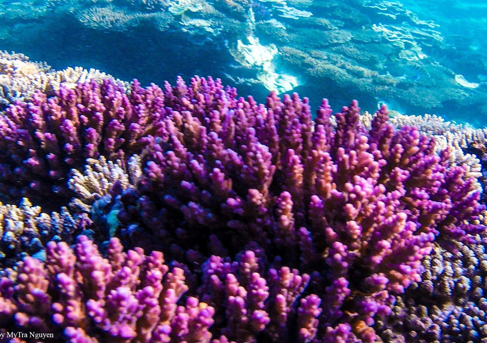 Đến Gành Yến, lặn biển ngắm san hô