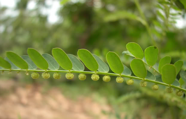 Cây chó đẻ - - Ảnh 2.