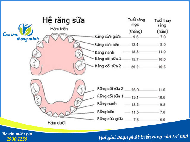 Vì sao trẻ trong giai đoạn mọc răng lại cần bổ sung canxi