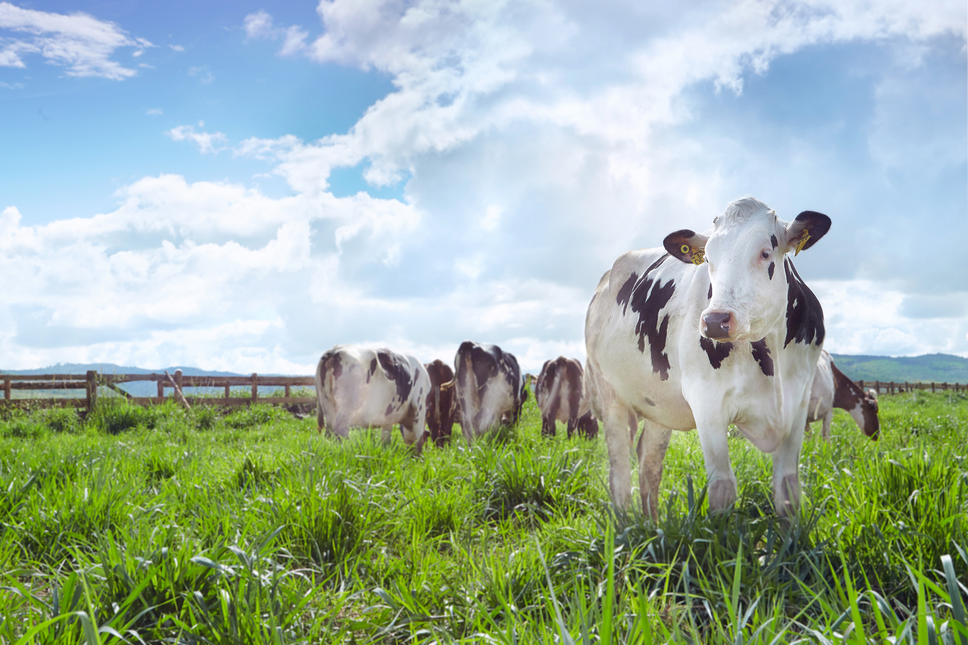Chăn nuôi bò sữa hiện nay là một nghề được nhiều người quan tâm đến. Chăn nuôi bò sữa có thể tạo ra thu nhập ổn định và mang lại nhiều lợi ích cho môi trường. Chăn nuôi bò sữa cần đảm bảo sức khỏe cho bò sữa và đưa ra những sản phẩm có chất lượng cao. Xem hình ảnh về chăn nuôi bò sữa để hiểu rõ hơn về nghề này.